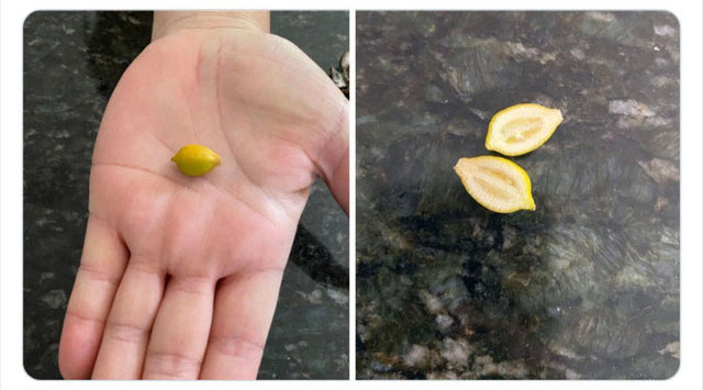 Sebze-meyve yetiştiren amatör çiftçiler sosyal medyayı salladı