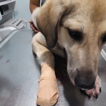 Ankara'nın Keçiören ilçesinde parkta havlayan sokak köpeği silahla bacağından vuruldu - Güncel Haberler