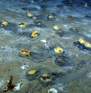Doğal ortamından ayrılarak denizde zeminin üzerine çıktıkları için yaşam savaşı veren deniz patatesleri, Su Altı Görüntü Yönetmeni Tahsin Ceylan ve ekibi tarafından görüntülendi