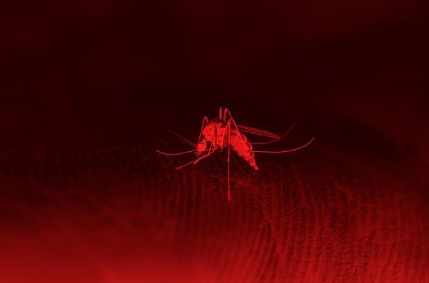 Batı Nil Virüsü enfeksiyonunun 4 belirtisine dikkat!