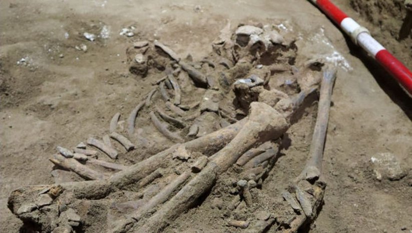 31 bin yıllık iskelette tarihin en eski amputasyonu