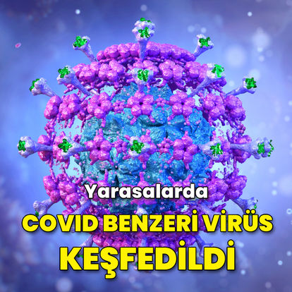 Yarasalarda Covid benzeri virüs keşfedildi