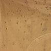 "Dünyanın en tehlikeli hayvanı sivrisineklerde artış var"