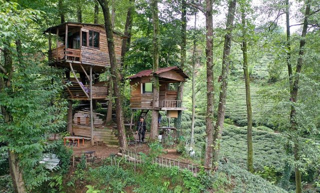 Ağaç gövdeleri arasına yaptı... İşte maliyeti!