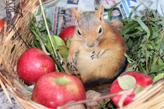 Sincap Boncuk çay ocağının maskotu oldu