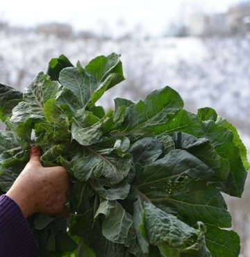 Şimdi tam zamanı olan yeşil bitkilerden karalahana, kış aylarında şifa olacak nitelikte. Tam bir C vitamini deposu olan karalahana iyi bir lif kaynağı olup bağırsakları çalıştırır, kabızlığı engeller, kalın bağırsak kanserine karşı korur ve vücuttaki hasarları temizler. Sağlık açısından faydaları saymakla bitmeyen karalahana ayrıca diyet listelerinin de bir numaralı tercihi. İşte kansere karşı koruyucu kalkan niteliğinde olan karalahananın faydaları....