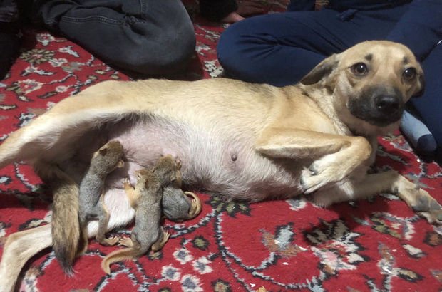 Köpek Zeyna yavru sincaplara annelik yapıyor