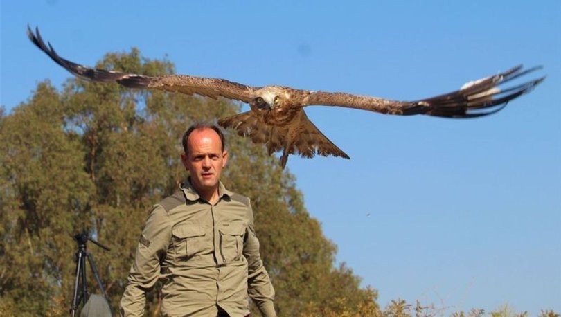 Balıkçıların dikkati, yılan kartalını kurtardı