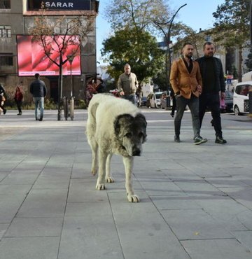 Bitlis