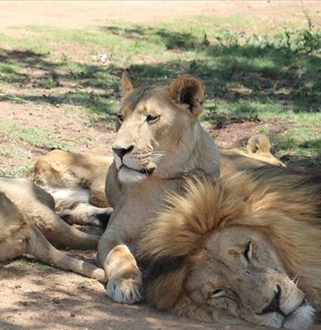 Hayvanlara Karşı Zulmü Önleme Ulusal Dernekleri Konseyi (NSPCA) verilerine göre, Güney Afrika tabiatında ise yaklaşık 3 bin 940 vahşi aslan yaşıyor. Buna göre, aslanlarıyla meşhur Güney Afrika