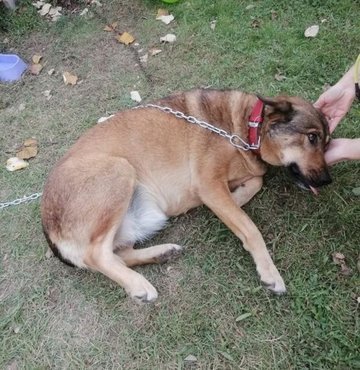 Sokaktaki sahipsiz hayvanlara gösterilen zulüm ve eziyetin son örneği İzmit
