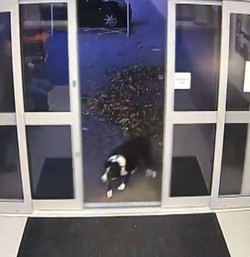 İngiltere´de sahibini kaybeden Rosie adlı köpek, çareyi polise gitmekte buldu. Border Collie cinsi akıllı köpek, polis merkezinde bir köşeye oturup polisin sahibiyle iletişime geçmesini bekledi