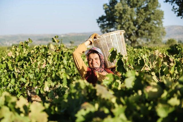 Denizli Çal bölgesi