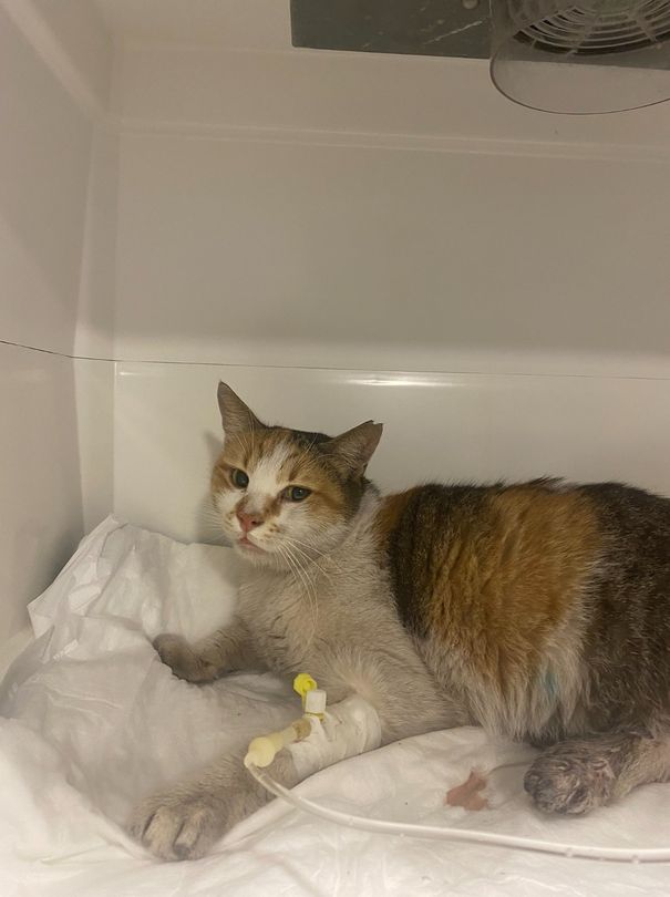 Pitbull saldırısında yaralanan 'Metro Minnağı'nın hayatını kaybettiği iddia  edildi