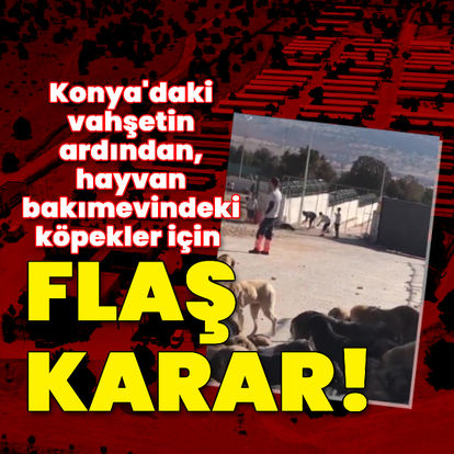 Son dakika: Konya'da bakımevindeki köpekler için flaş karar!