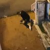 Bir vahşet de İstanbul'da! Köpeği boğmaya çalıştı