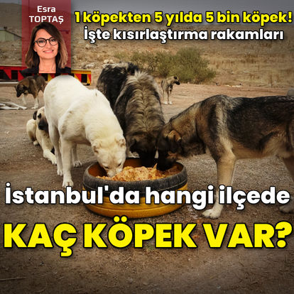 İstanbul'da hangi ilçede kaç köpek var! İşte kısırlaştırma rakamları