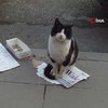 Bu kedi mama parası biriktirmek için kaldırımda bekliyor