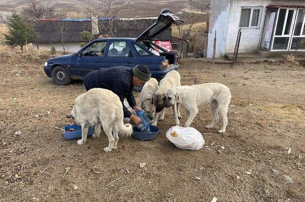 Sahipsiz köpek ve kediler Bekir amcanın yolunu gözlüyor