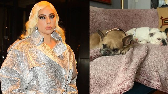Lady Gaga'nın köpeklerini kaçıran kişiye 21 yıl hapis cezası - Magazin haberleri