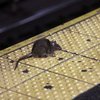 New York, 170 bin dolar maaşla çalışacak 'fare avcısı' arıyor 
