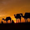 Bilim Kurulu Üyesi İlhan'dan deve gribi açıklaması