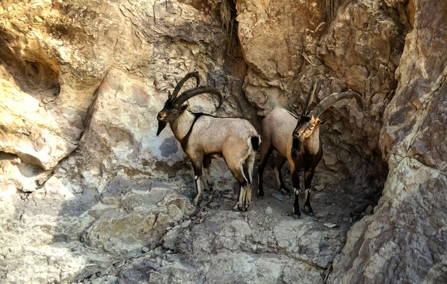 Sivas'ta yaban keçisi sayısı 3 bine ulaştı
