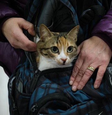Tarım ve Orman Bakanı Vahit Kirişci, evcil hayvanların çip takılarak kimliklendirilmesinde süre uzatımıyla ilgili açıklamada bulundu. Kirişci, "Rakamların genel gidişatına da bakarak değerlendireceğiz; olabilir" ifadelerini kullandı