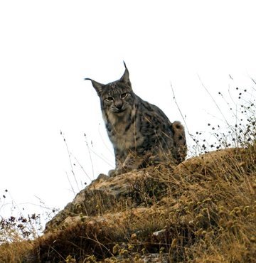 Tunceli´de yaklaşık 20 yıldır dağcılık ve doğa fotoğrafçılığı yapan 45 yaşındaki İsmail Ateş, 15 yıldır izini sürdüğü, nesli tükenme tehlikesiyle karşı karşıya olduğu için birinci derecede koruma altında olan ve Uluslararası Doğaya Koruma Birliği (IUCN) Kırmızı Listesi´nde yer alan vaşağı doğal ortamında yakından görüntüledi. Vaşağı görünce deklanşöre basarken heyecandan titrediğini belirten Ateş, "15 yıl izini sürdüm ve sonunda çektim. Çok mutluyum" dedi