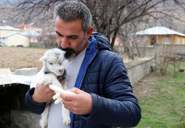 Annesini ayı yiyen oğlak hayata böyle tutundu