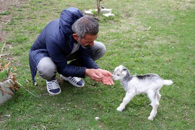 Annesini ayı yiyen oğlak hayata böyle tutundu
