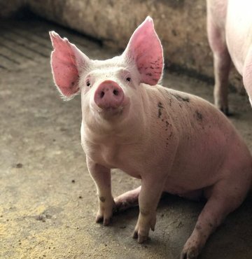 Dünyada organ nakli bekleyen binlerce insan bulunuyor. Sayı her gün artıyor ancak nakledilecek organ sayısı için aynı şey söylenemez. Durum böyle olunca bilim, yeni çareler arıyor. Bilimkurgu gibi dursa da domuz karaciğeri, organ naklinde yeni bir devrim yaratabilir. 