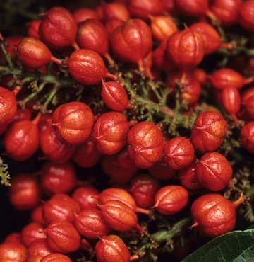 Son zamanların popüler bitkilerinden biri olan Guarana, faydalarıyla doğal yollardan sağlıklı olmayı tercih eden kişilerin gözdesi haline geldi. Afrodizyak etkisiyle bilinen bu bitkinin aslında sağlık açısından birçok faydası var. İşte Guarana bitkisinin faydaları…