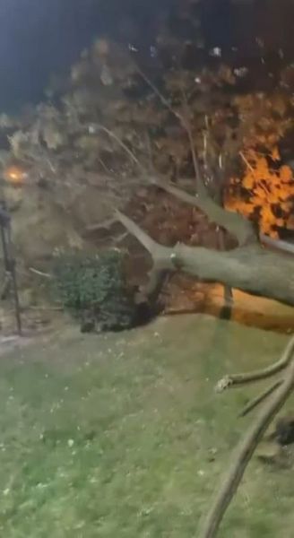 Bursa'da fırtına nedeniyle ağaçlar devrildi.