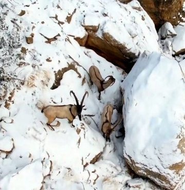 Erzincan’da zirvesi karla kaplanan 3 bin rakımlı dağda sürüler halinde gezinip yiyecek arayan, avlanması yasak ve koruma altındaki tür olan dağ keçileri drone kamerayla havadan görüntülendi