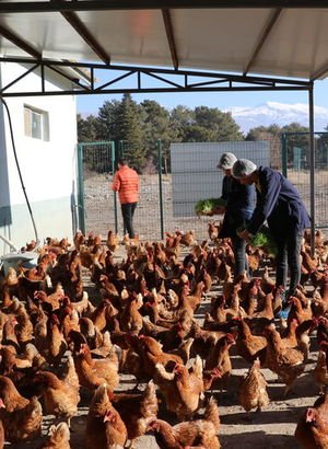 Erzincan'da liseliler yumurta ve sebze üretiyor