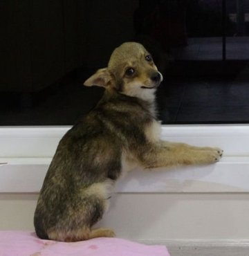 Sokak hayvanı için ‘köpek-çakal’ tartışmasında DNA talebi