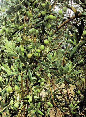 Zeytinde 2 fazlı üretime geçişle atık su miktarı yüzde 75, su tüketimi yüzde 63 oranında azalacak