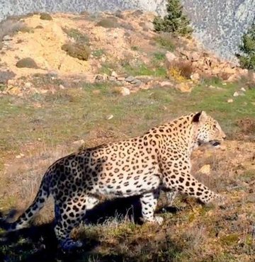 Tarım ve Orman Bakanı Vahit Kirişci, Anadolu leoparının iki bölgede yeniden görüntülendiğini belirterek, "Anadolu leoparının izini sürmeye, heyecanla yolunu gözlemeye devam edeceğiz" ifadesini kullandı