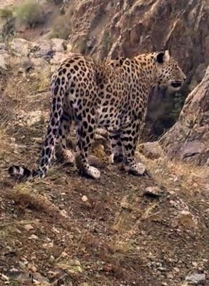 Anadolu leoparı iki ayrı bölgede yeniden görüntülendi