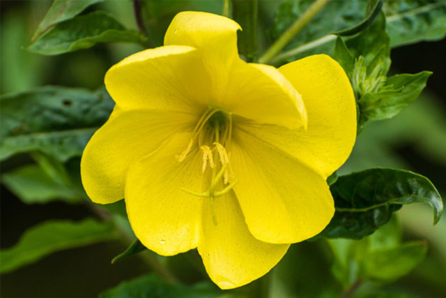 Gecesefası yağı / Güvenirlilik derecesi: 4