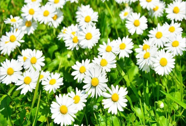 Papatya / Güvenirlilik derecesi: 4