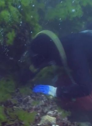 Marmara Denizi'nde zehirli ve yakıcı tür endişesi!