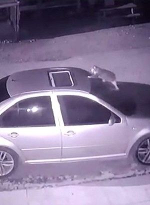 Kedi, açılabilir tavandan içeri böyle girdi