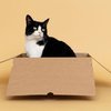 Kediler neden kutuları bu kadar seviyor?