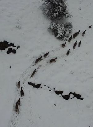 Kar üstünde yiyecek ararken drone ile görüntülendiler
