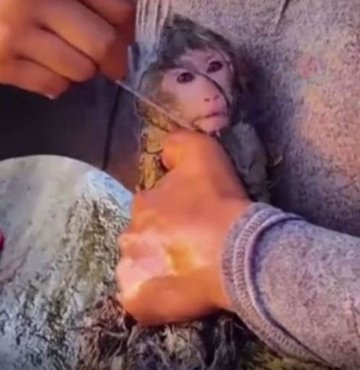Balıkçı ağlarına dolanarak nehirde yaşam mücadelesi veren maymun ölümden son anda kurtarıldı
