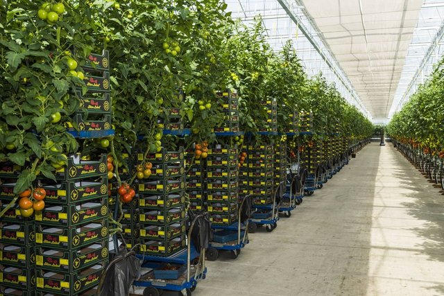 <strong>Dikine tarım nedir?</strong>