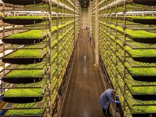 <span>Dikey tarımda hastalıklar</span> 