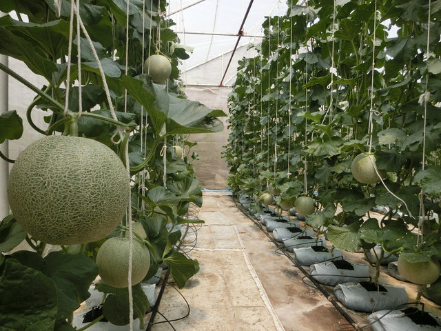 <strong>Dikey tarımda meyve yetiştirmenin zorlukları</strong>